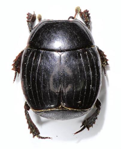 Margarinotus ventralis